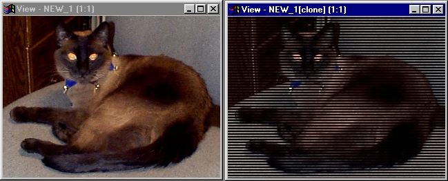 Gwai-Loh, Black Belt Systems Official Mascot